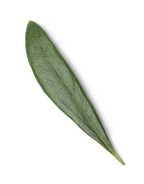 Fresh Green Olive Leaf Isolated White — Stock Photo, Image