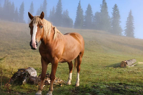 多雾的早晨 马在牧场上吃草 可爱的家养宠物 — 图库照片