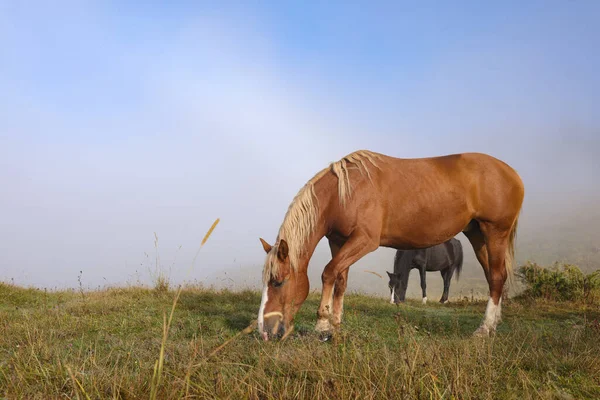 Лошади Пасутся Пастбищах Туманным Утром Прекрасные Домашние Животные — стоковое фото