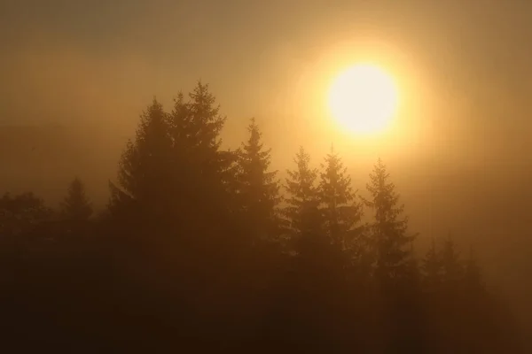 Мальовничий Вид Туманний Ліс Сході Сонця Красивий Пейзаж — стокове фото