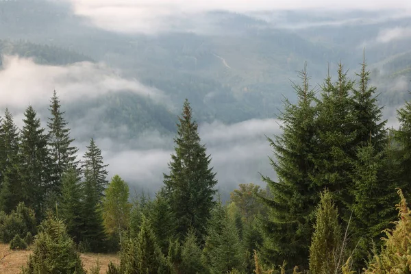 Pintoresca Vista Del Paisaje Montaña Con Hermosos Parches Bosque Niebla —  Fotos de Stock