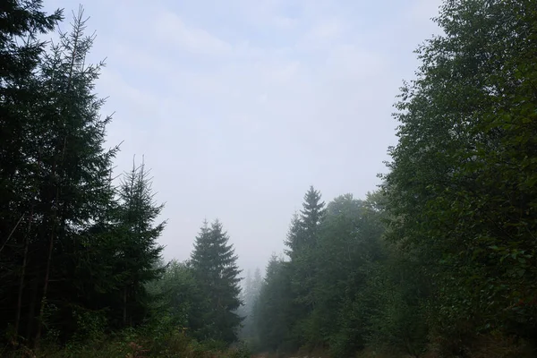 Beaux Arbres Verts Dans Forêt Couverte Brouillard — Photo