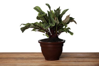 Tahta masanın üzerinde beyaz arka planda çömlek bitkisi