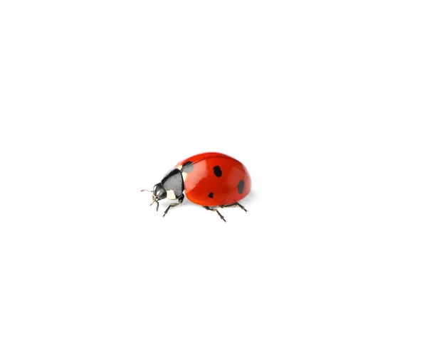 Güzel Bir Kırmızı Uğur Böceği Beyazda Izole Edilmiş — Stok fotoğraf