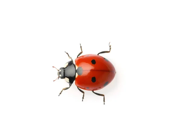 Güzel Kırmızı Uğur Böceği Beyaz Üst Görünümde Izole — Stok fotoğraf