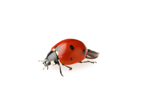 Güzel Bir Kırmızı Uğur Böceği Beyazda Izole Edilmiş — Stok fotoğraf