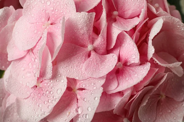 Bunga Hortensia Merah Muda Yang Indah Dengan Air Tetes Sebagai — Stok Foto