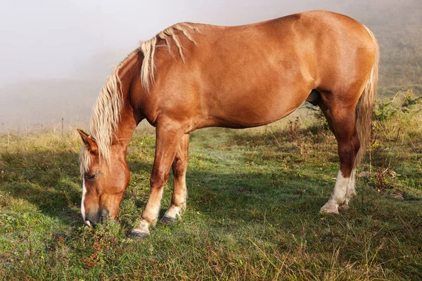 多雾的早晨 马在牧场上吃草 可爱的家养宠物 — 图库照片