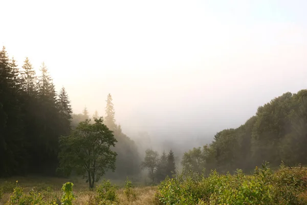 Pittoresk Uitzicht Mistig Bos Prachtig Berglandschap — Stockfoto