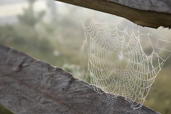 Hermosa Tela Araña Con Rocío Entre Tablones Madera Aire Libre — Foto de Stock