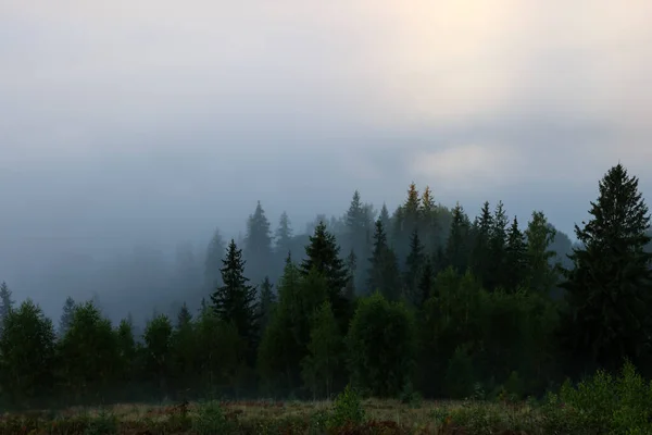 Malerische Aussicht Nebelwald Den Bergen Morgen — Stockfoto