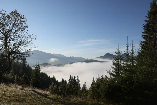 Vista Pitoresca Nevoeiro Floresta Montanha — Fotografia de Stock