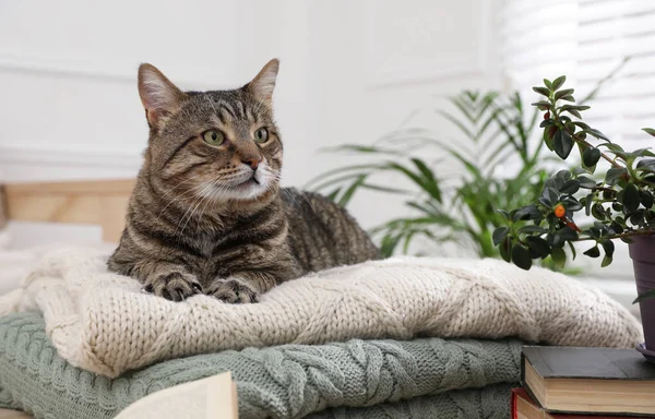 Χαριτωμένο Tabby Γάτα Στοίβα Πλεκτών Πλακών Εσωτερικούς Χώρους — Φωτογραφία Αρχείου