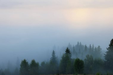 Sabahları dağların sisli ormanı manzaralı.