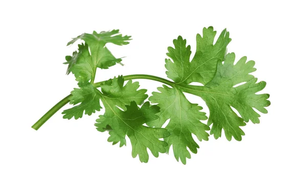 Frische Grüne Korianderblätter Isoliert Auf Weiß — Stockfoto