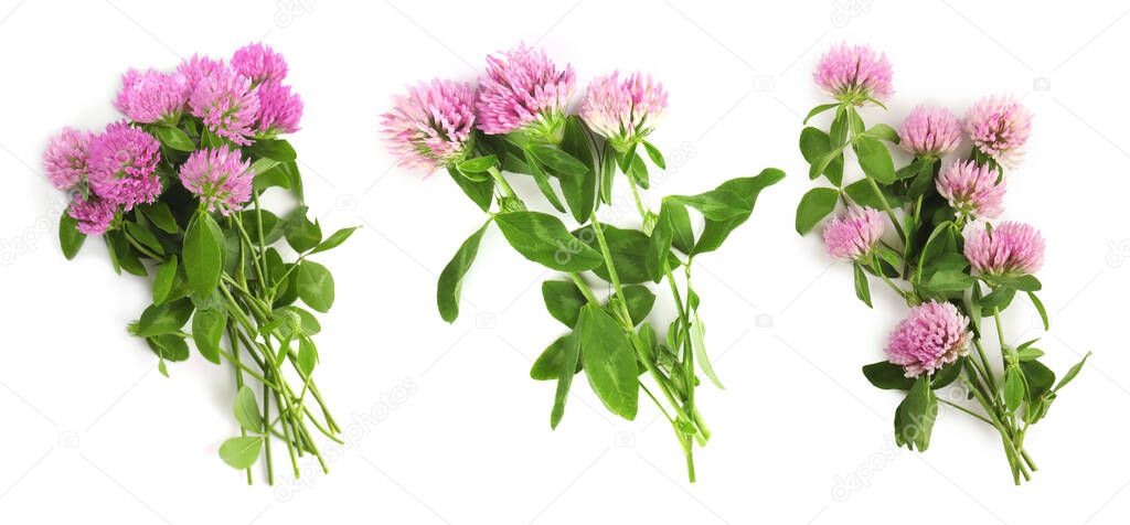 Set with beautiful clover flowers on white background, top view. Banner design