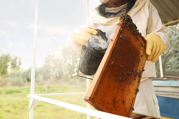 Apicultor Calmar Las Abejas Marco Miel Con Smokepot Apiary Primer —  Fotos de Stock