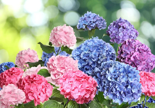 Muitas Flores Hortensia Bonitas Diferentes Livre Efeito Bokeh — Fotografia de Stock