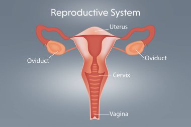 Illustration of female reproductive system on light grey background clipart