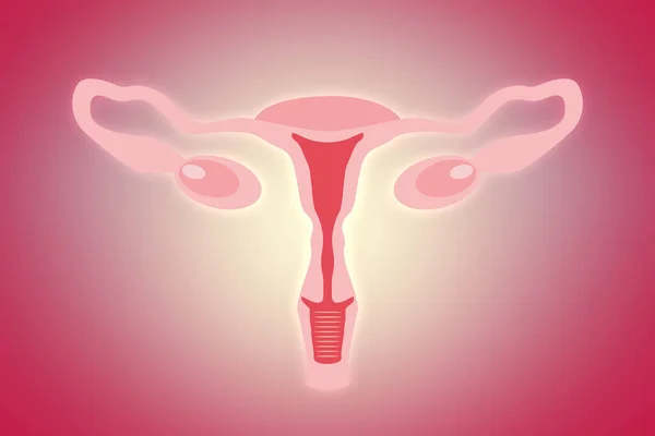 Ilustración Del Sistema Reproductor Femenino Sobre Fondo Rosa — Foto de Stock
