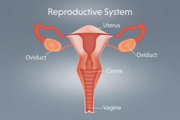 Ilustración Del Sistema Reproductor Femenino Sobre Fondo Gris Claro — Foto de Stock