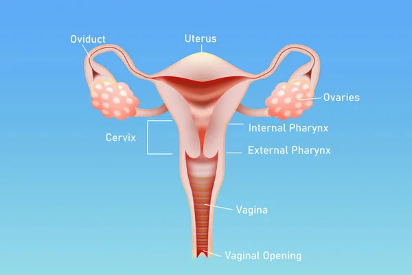 Ілюстрація Жіночої Репродуктивної Системи Світло Синьому Фоні — стокове фото