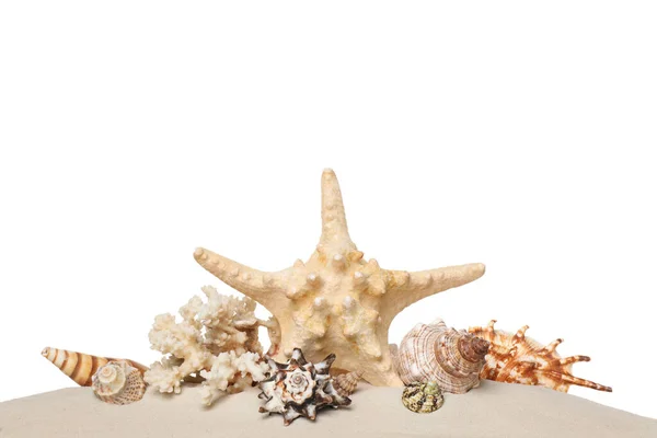 Beautiful Starfish Coral Sea Shells Sand White Background — Stock Photo, Image