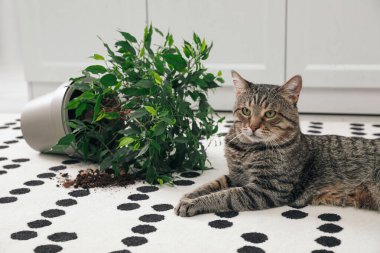 Mischievous cat near overturned houseplant on carpet indoors clipart