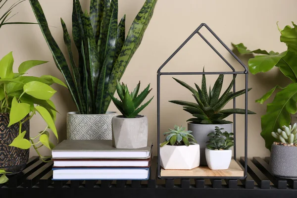 Schöne Topfpflanzen Auf Dem Tisch Haus Innenarchitektur — Stockfoto
