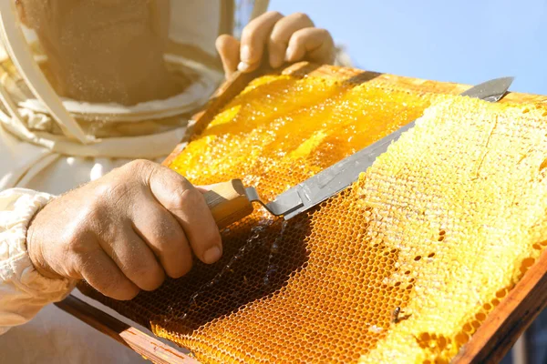 シニア養蜂家はナイフ屋外でハニカムフレームをアンパック クローズアップ — ストック写真