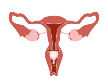 Adet bardağını nasıl kullanacağını öğret. Beyaz arkaplanda dişi üreme sistemi, illüstrasyon