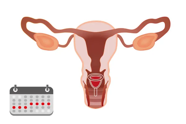 Útmutató Hogyan Kell Használni Menstruációs Csésze Időszak Alatt Női Reproduktív — Stock Fotó