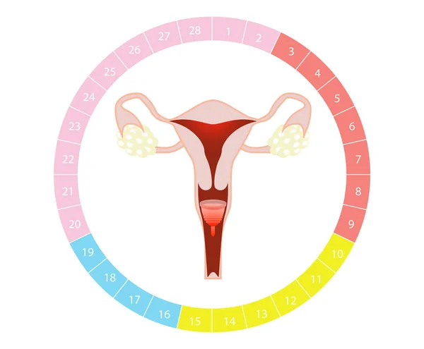 Instrucciones Sobre Cómo Usar Copa Menstrual Durante Período Sistema Reproductor — Foto de Stock