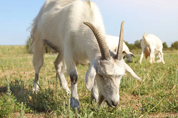 Cabras Bonitas Pasto Fazenda Criação Animais — Fotografia de Stock