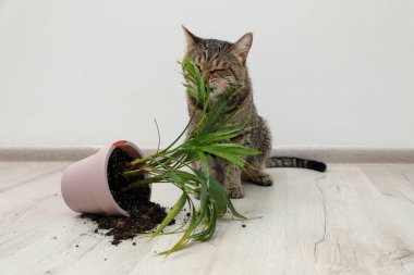 Evin zemininde ters dönmüş yaramaz kedi.