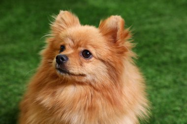 Yeşil çimlerin üzerinde sevimli tüylü bir köpek.