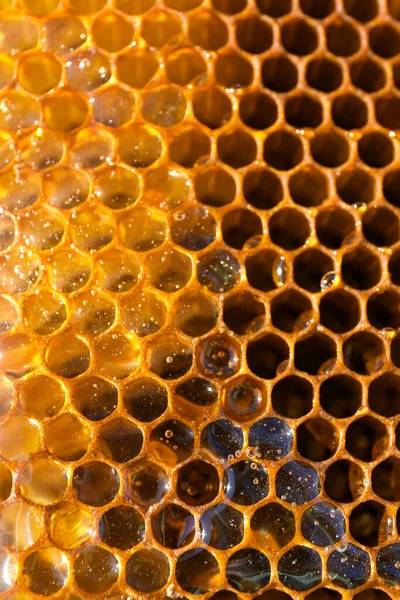 Csomagolatlan Töltött Méhsejt Háttér Közelkép — Stock Fotó
