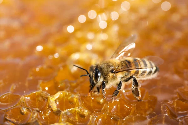 Nahaufnahme Von Frischen Bienenwaben Mit Biene — Stockfoto