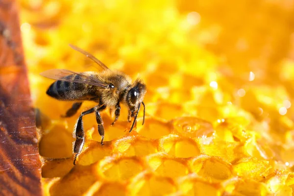 Nahaufnahme Von Frischen Bienenwaben Mit Biene — Stockfoto