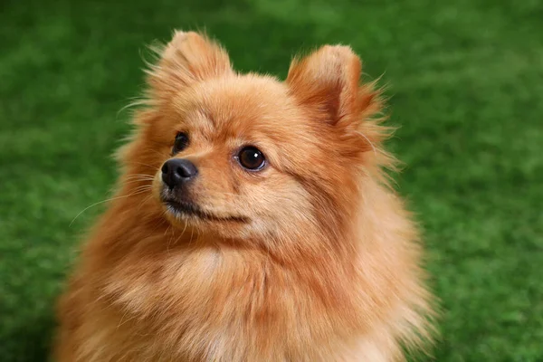 Lindo Perrito Esponjoso Hierba Verde —  Fotos de Stock