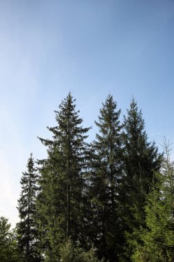 Ormanda güzel kozalaklı ağaçlar, alçak açı