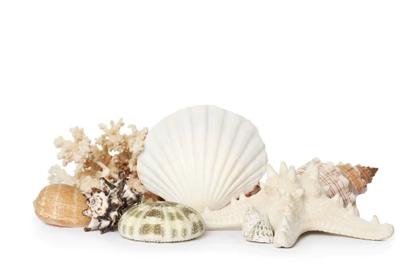 Красивые Морские Звезды Коралловые Морские Раковины Белом Фоне — стоковое фото