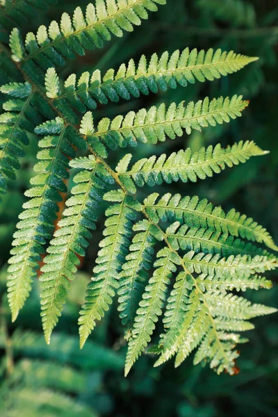 Felce Verde Ricoperta Brina Nella Foresta Vista Dall Alto — Foto Stock