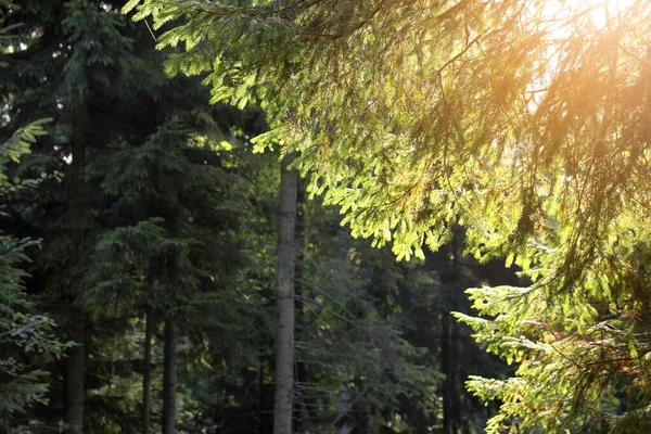 Bellissimo Albero Conifera Nella Foresta Nella Giornata Sole — Foto Stock