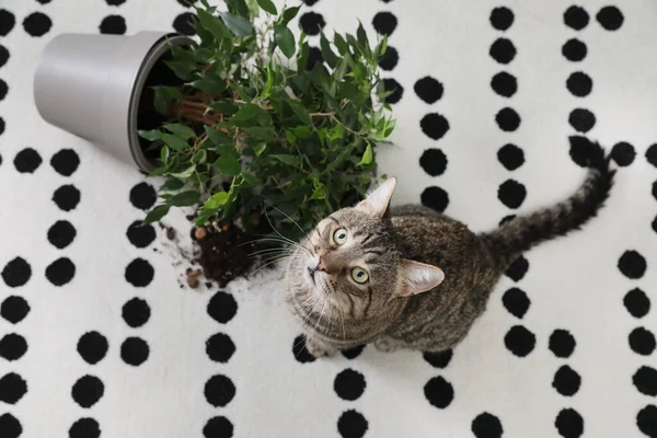 Αίσχος Γάτα Κοντά Αναποδογύρισε Φυτό Στο Χαλί Πάνω Από Την — Φωτογραφία Αρχείου