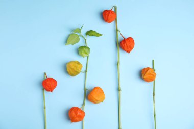 Açık mavi arka planda renkli sepülleri olan Physalis dalları, düz uzanmış.