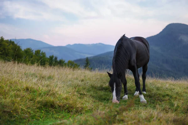 Hermoso Caballo Negro Pastando Verdes Pastos Las Montañas Hermosa Mascota — Foto de Stock