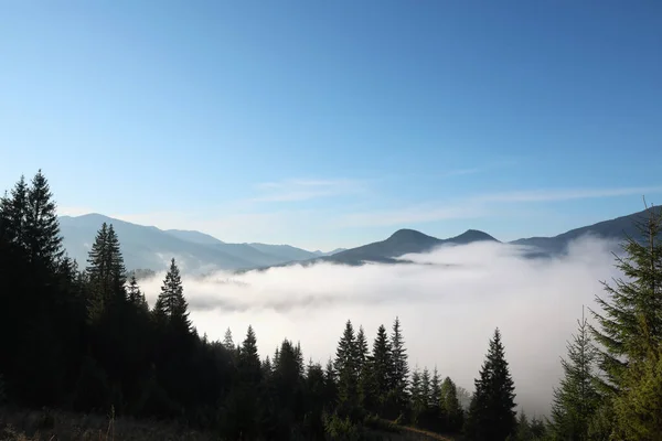 午前中に山の中で美しい景色霧の森 — ストック写真