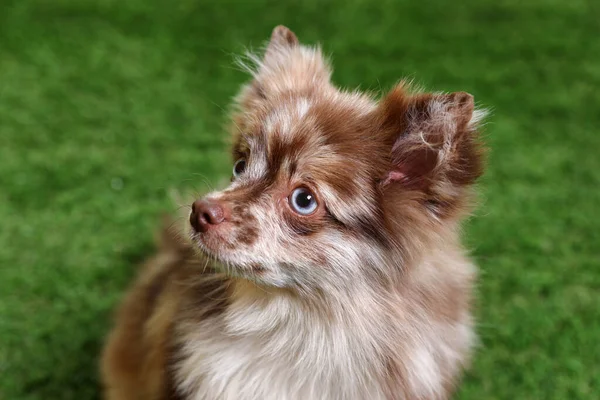 可爱的毛茸茸的小狗在绿草上 — 图库照片