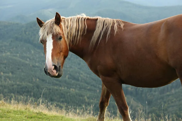 Schönes Pferd Den Bergen Nahaufnahme Schönes Haustier — Stockfoto